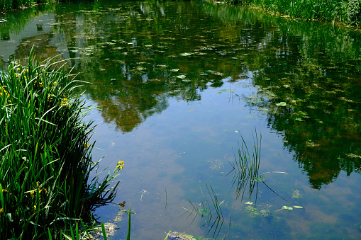 Cattails are blooming over the marsh at truths landing on the maryland eastern shore on a bright sunny day