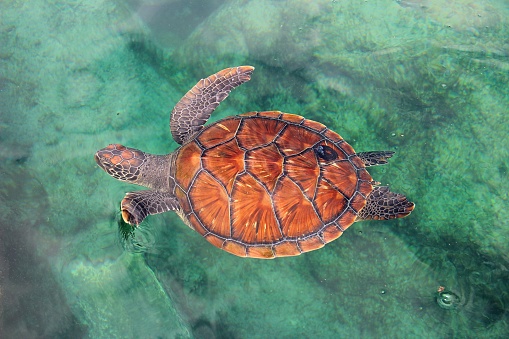 Green sea turtle in the beautiful secluded Salt Pond Beach on the tropical Caribbean island of St. John in the US Virgin Islands