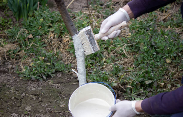 istock a male farmer covers a tree trunk with protective white paint against pests. 1497897491