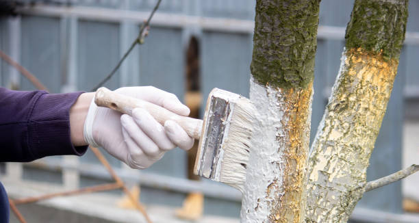 istock a male farmer covers a tree trunk with protective white paint against pests. 1497897501