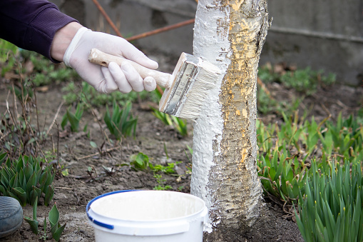 a male farmer covers a tree trunk with protective white paint against pests. Selective focus