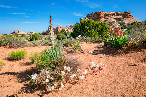 A variety of wildflowers in the arid desert red sand landscape of Utah in spring with clear blue sky.