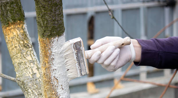 istock a male farmer covers a tree trunk with protective white paint against pests. 1497897546
