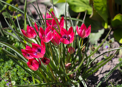 Dwarf pink tulip, Tulipa humilis 'Little Beauty', on a sunny day in spring. Flower in the garden. Nature floral background. unusual small bright pink tulips close-up.