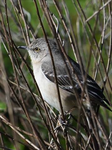 A northern mockingbird perched on thin branches.