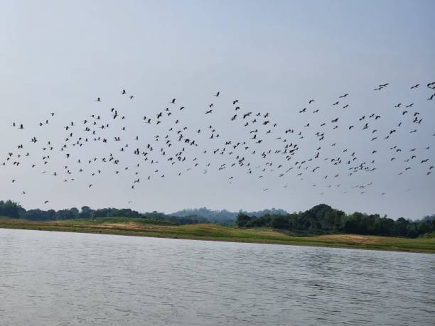 istock Birds flying their own way up through Lake. 1497898345