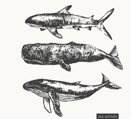 Vector sea animals illustration set. Black ink sketch of humpback blue whale, cachalot sperm whale, shark. Wild life ocean creature drawing.