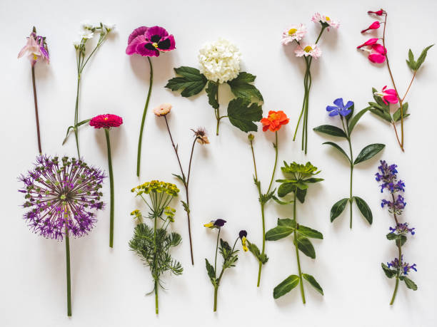 istock Bright flowers on the table. Closeup, view from above 1497899155