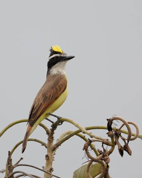 istock Great kiskadee standing on a tree branch against a gray sky 1497899343