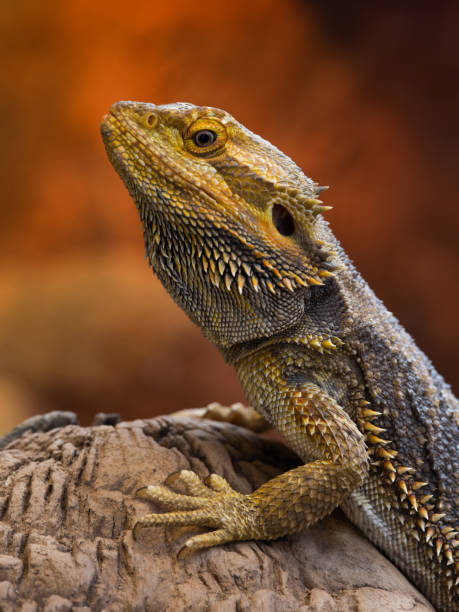 istock inland bearded dragon on red background 1497899396