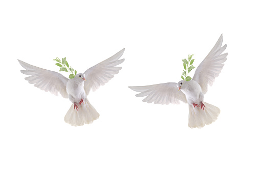 two white dove in flight on a white background with an olive branch