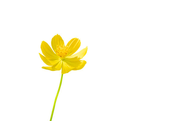 Yellow cosmos flower isolated on white background.