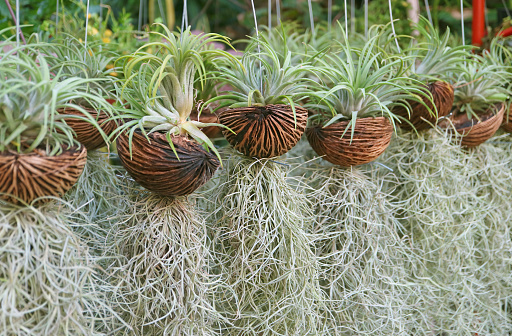 Row of Upright Air Plant and Spanish Moss in the Genus Tillandsia Growing from Dried Pong Pong Fruits Pots