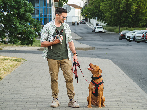 Charming dog, pretty little puppy and attractive man on a walk. Urban landscape on the background of cars. Closeup, outdoor. Day light. Concept of care, education, obedience training and raising pets