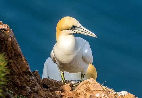 The North Atlantic gannet with blue eyes and a large beak