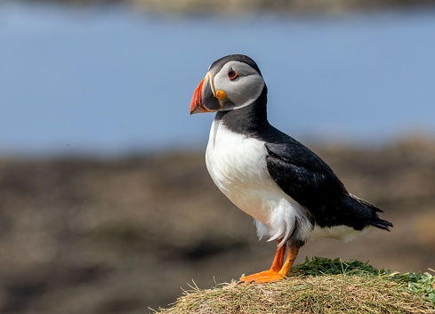 A beautiful Atlantic puffin seabird standing on the cliffside in the sunshine