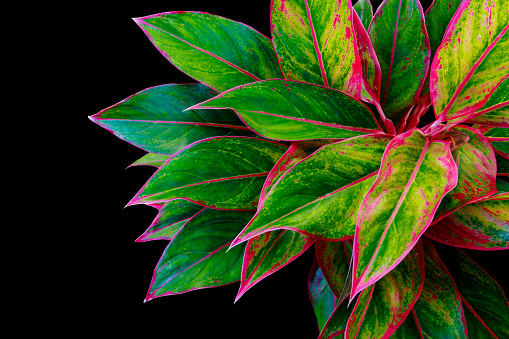 Aglaonema Siam Aurora (Aglaonema lipstick) the tropical foliage plant popular houseplant isolated on black background with a clipping path