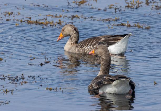 istock Gray geese floating in a calm lake water 1497903050