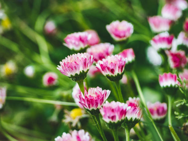 Bright flowers growing on the lawn. Close-up, no people. Concept of preparation for a holiday. Congratulations for family, loved ones, friends and colleagues
