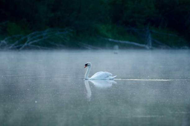 istock Elegant swan in the wild 1497905892