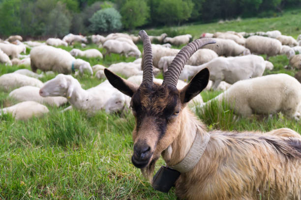 istock close-up of a goat with large horns 1497906637