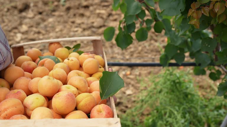 Agricultural activity in Italy: picking apricots from the trees