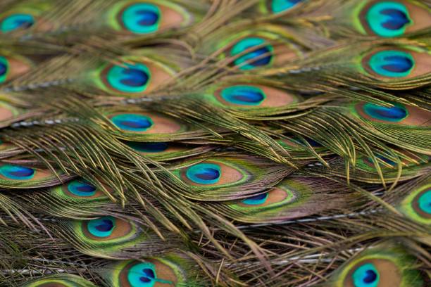 istock some peacock feathers are shown in this picture on the floor 1497908470