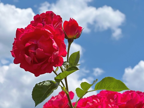 Red roses flowers in sky clouds.