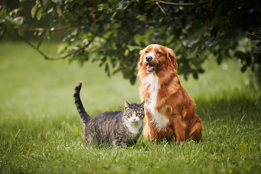 Cat and dog sitting together on meadow. Freindship between tabby domestic cat and Nova Scotia Duck Tolling Retriever.