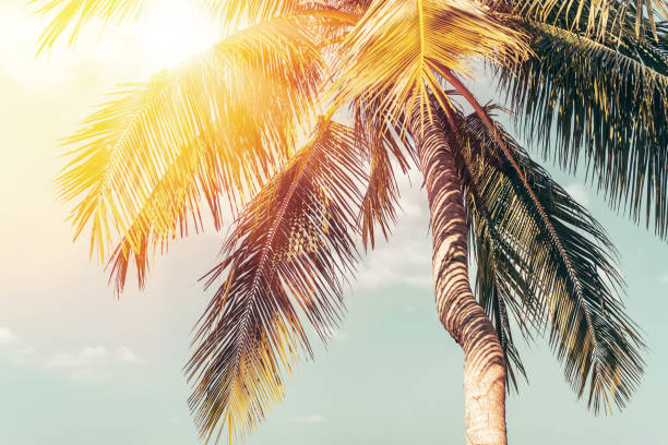 istock Tropical palm tree with sun light on sunset sky and cloud abstract background. Summer vacation and nature travel adventure concept. Vintage tone filter effect color style. 1497910175