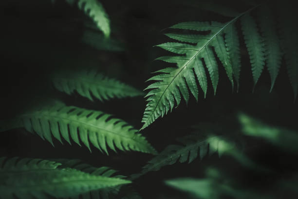 istock Close up tropical nature green leaf texture abstract background. Copy space ecology environment and travel adventure concept. Shallow depth of field. Vintage tone filter effect color style. 1497910179