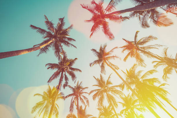 istock Tropical palm tree with sun light on sunset sky and cloud abstract background. Summer vacation and nature travel adventure concept. Vintage tone filter effect color style. 1497910242