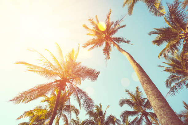istock Tropical palm tree with sun light on sunset sky and cloud abstract background. Summer vacation and nature travel adventure concept. Vintage tone filter effect color style. 1497910245