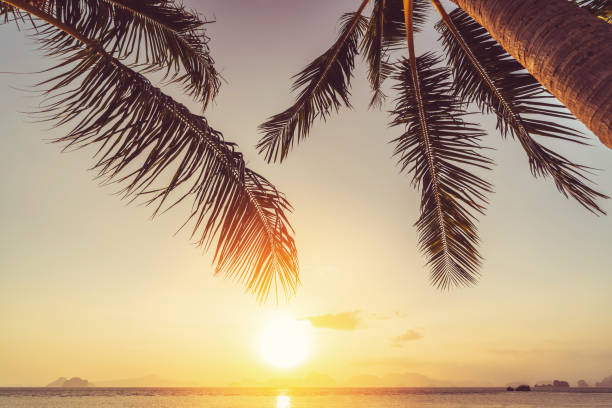 istock Palm tree at tropical beach on sunset sky abstract background. Summer vacation and nature travel adventure concept. Vintage tone filter effect color style. 1497910313