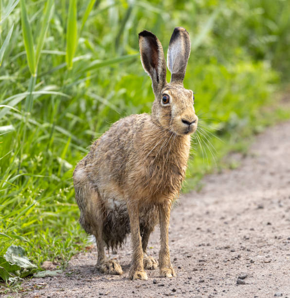 istock European / brown hare 1497911858