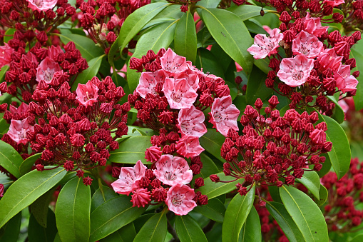 Cultivated mountain laurel in a Connecticut garden, late spring.
