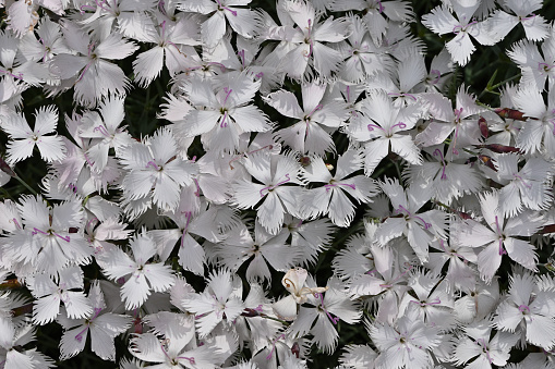 White dianthus flowers in spring