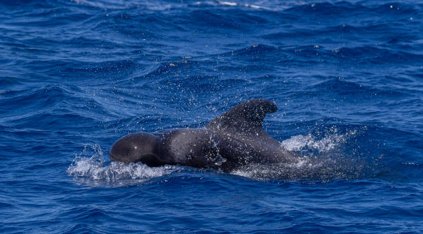 Pilot whale Short-finned pilot whale [[Globicephala macrorhynchus] globicephala macrorhynchus stock pictures, royalty-free photos & images