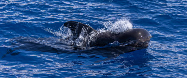 Pilot whale Short-finned pilot whale [Globicephala macrorhynchus] globicephala macrorhynchus stock pictures, royalty-free photos & images