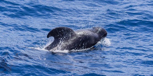 Pilot whale Short-finned pilot whale [Globicephala macrorhynchus] globicephala macrorhynchus stock pictures, royalty-free photos & images