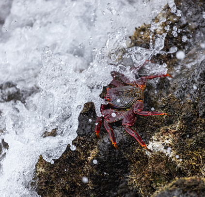 Red rock crab [Grapsus adscensionis]