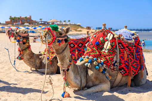 Camel in Santa Claus hat on a resort beach in Egypt. Egypt Christmas Holidays background.