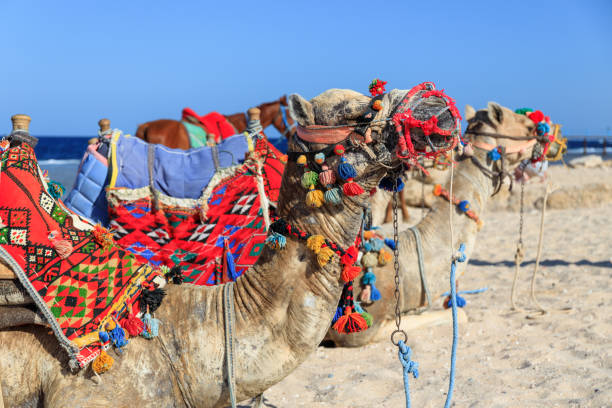 istock Camels on the Red Sea beach in Marsa Alam, Egypt 1497912205