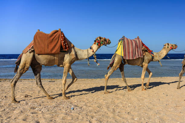 istock Camels on the Red Sea beach in Marsa Alam, Egypt 1497912213
