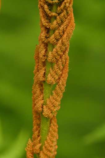 Cinnamon fern with fertile fronds, vertical study