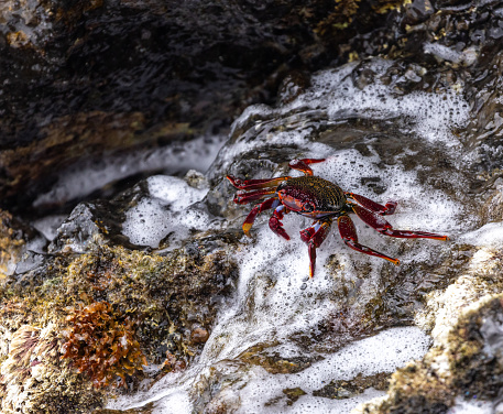 Grapsus adscensionis on the volcanic rocks in the coast, La Palma