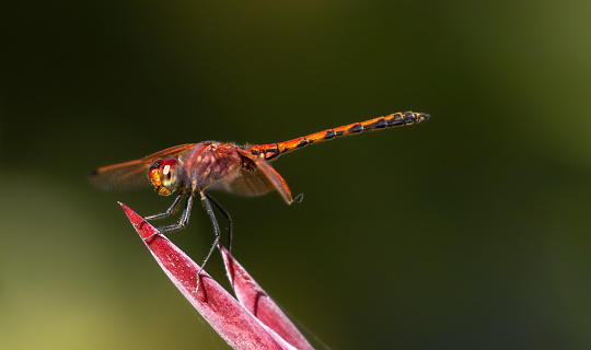 Red-veined dropwing dragonfly [Trithemis arteriosa]