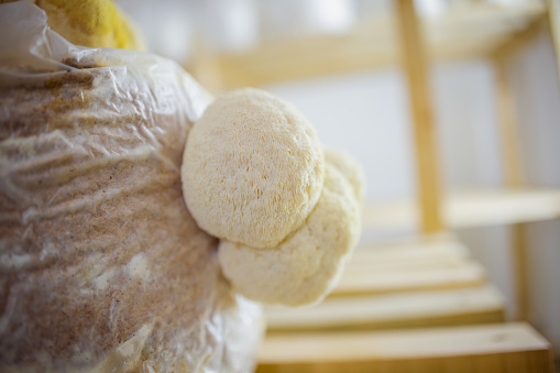 Close-up of interesting fungi that are controlled and tested in a laboratory