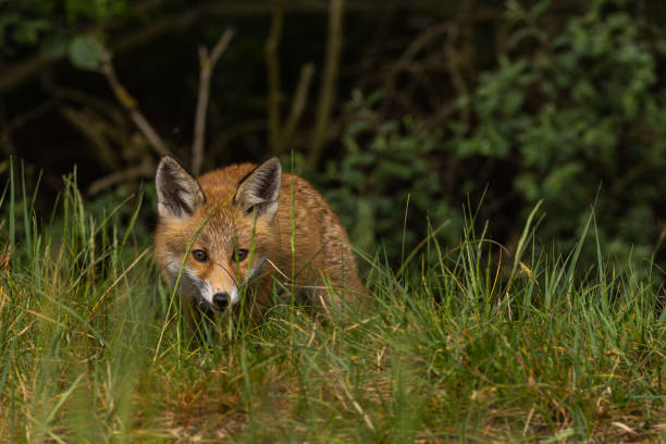 Free Stock Photo of Fox Close Up in Field of Tall Grass | Download Free ...