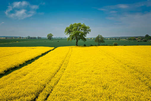 Yellow rapeseed field at sunny day, Sobieszewo Island. Poland